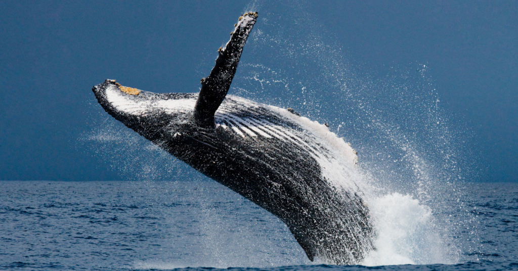 A whale is jumping over the water in Kiama beach in Australia 