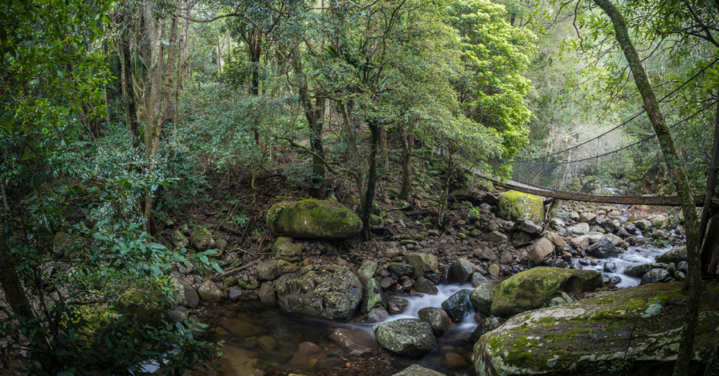 beautiful view of Minnamurra Rainforest Twilight which is considered as perfect vacation destination for families in Australia